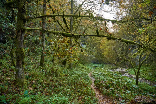 Ormanda Yosunla Kaplı Bir Ağacın Yanında Yürüyüş Yaparken — Stok fotoğraf