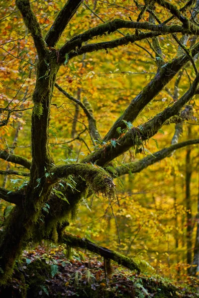 秋天森林里覆盖着苔藓的树 — 图库照片