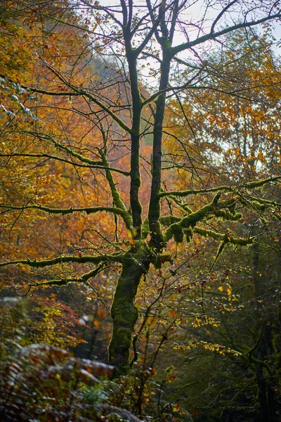 Árbol Cubierto Musgo Bosque Durante Otoño — Foto de Stock