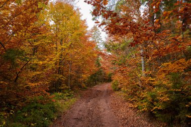 Sonbaharda ormandaki toprak yol, hareketli manzara.