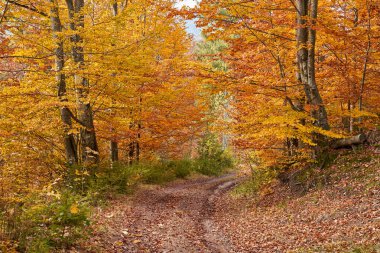 Sonbaharda ormandaki toprak yol, hareketli manzara.