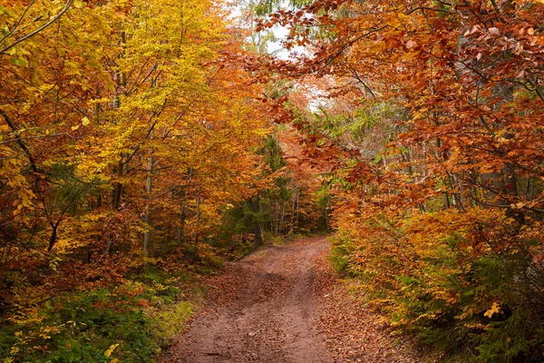Χωματόδρομος Μέσα Από Δάσος Φθινόπωρο Ζωντανό Τοπίο — Φωτογραφία Αρχείου