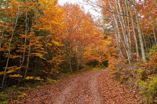 Vuile Weg Door Bos Herfst Levendig Landschap — Stockfoto