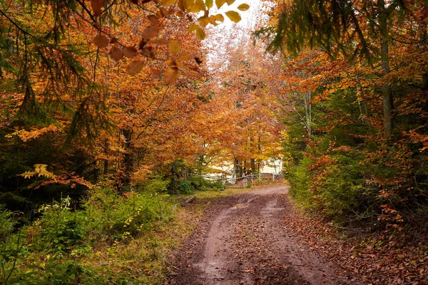 Vuile Weg Door Bos Herfst Levendig Landschap — Stockfoto