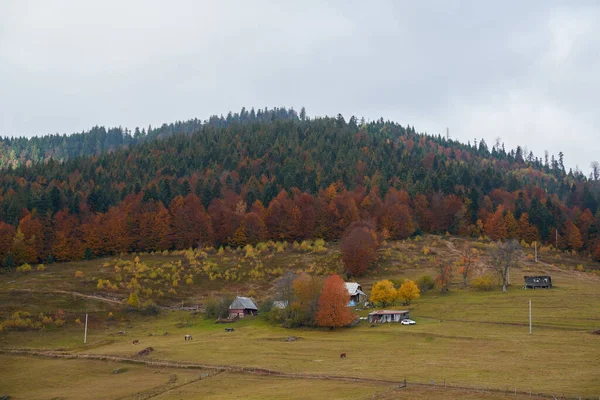 山上风景如画的牧场上的房子和谷仓 森林在后面 — 图库照片