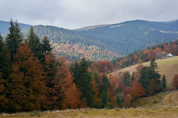 Montagnes Couvertes Forêts Colorées Automne — Photo