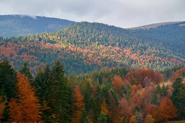 Berg Täckta Färgglada Skogar Hösten — Stockfoto