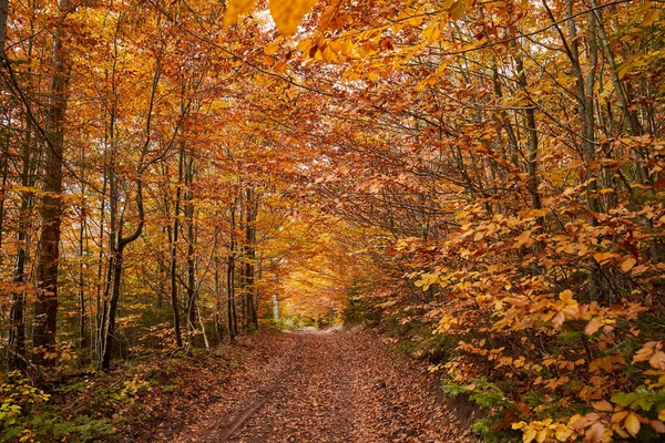 Estrada Terra Através Floresta Outono Paisagem Vibrante — Fotografia de Stock