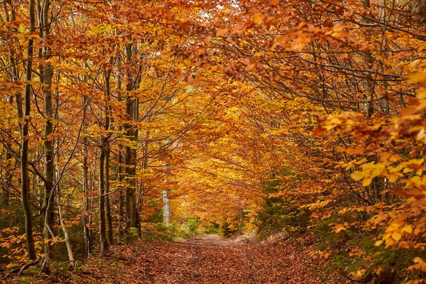 Camino Tierra Través Del Bosque Otoño Paisaje Vibrante — Foto de Stock