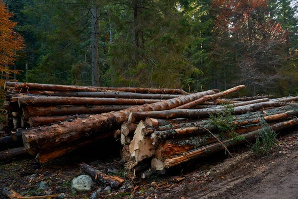 Gran Pila Troncos Pino Sitio Maderero Bosque — Foto de Stock