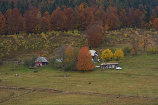 Houses Barns Picturesque Pasture Mountains Forest — Stock Photo, Image