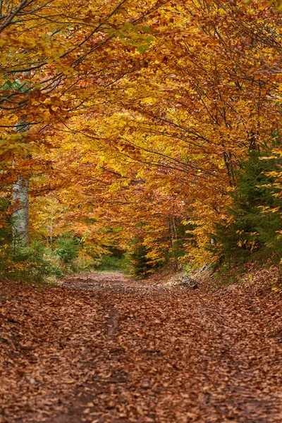 Dirt Road Forest Autumn Vibrant Landscape — Stock Photo, Image