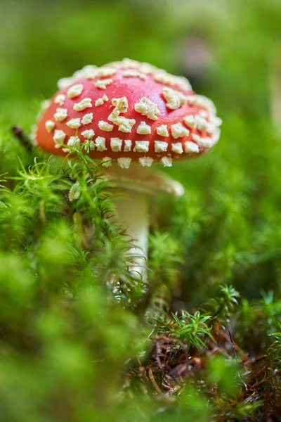 Toksyczne Halucynogenne Grzyby Amanita Muscaria Zbliżeniu — Zdjęcie stockowe