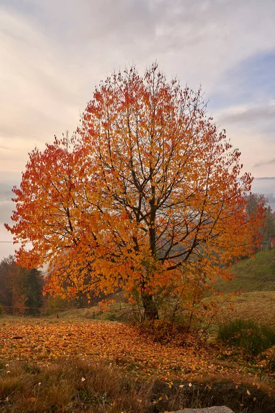 Барвисті Дерева Восени Кінець Листопада Стокова Картинка