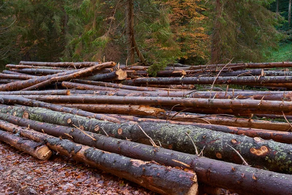 Riesiger Haufen Kiefernstämme Einem Holzplatz Wald lizenzfreie Stockbilder
