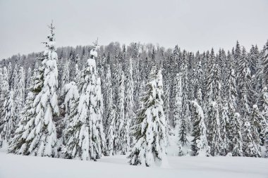 Dağlarda karla kaplı çam ormanlarıyla kaplı kış manzarası