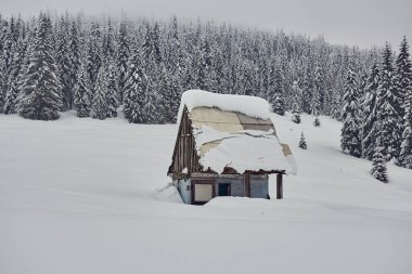 Kış boyunca karla kaplı çam ormanında baraka.