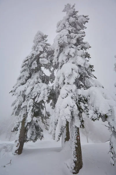 Zimowy Krajobraz Lasami Sosnowymi Pokrytymi Śniegiem Górach — Zdjęcie stockowe