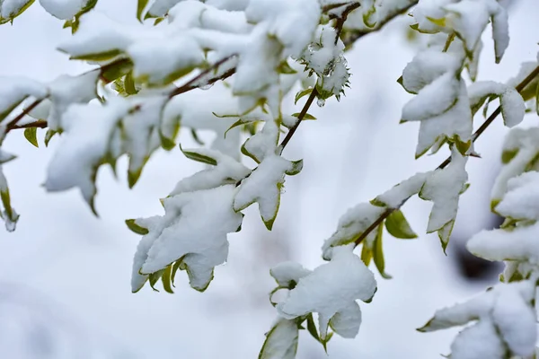 冬の大雪に覆われた葉の閉鎖 — ストック写真