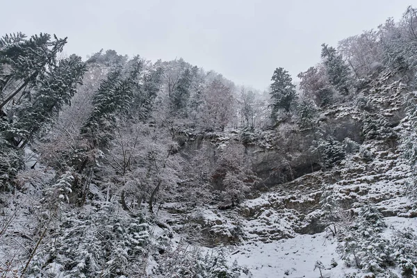 山の中の雪に覆われた松林と冬の風景 — ストック写真
