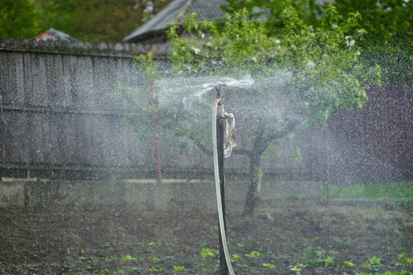 Sprinkler Potato Field Watering Plants — Stock Photo, Image