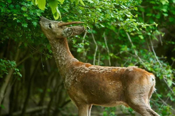 Roe Buck Edge Forest — Stock Photo, Image