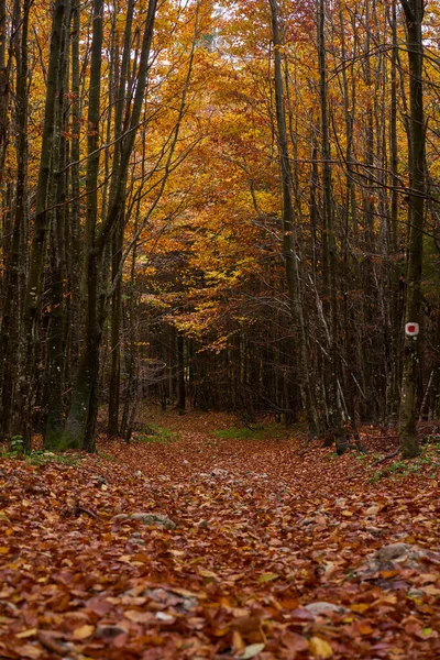 Sentier Pédestre Balisé Automne Travers Les Froids — Photo