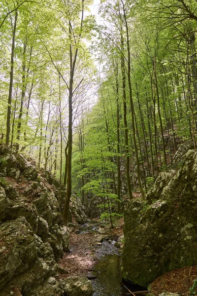 Landschaft Mit Gebirgsfluss Der Durch Wälder Fließt — Stockfoto