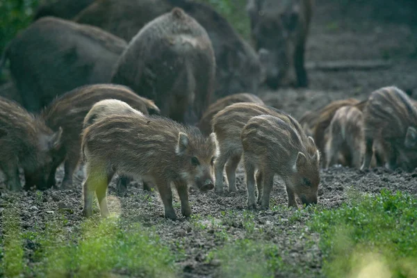 Mandria Maiali Selvatici Che Radicano Nella Foresta Cibo — Foto Stock