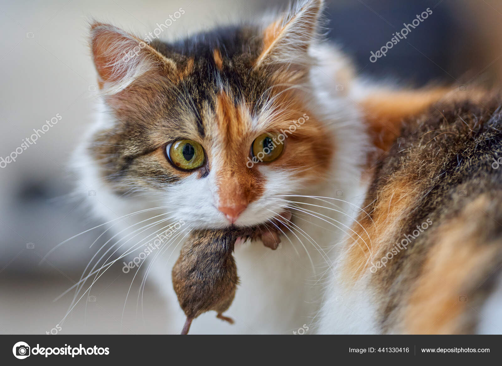 cat catching mouse