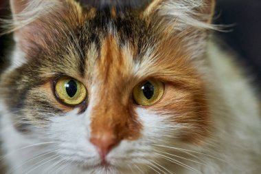 Bir Norveç orman kedisine yakın çekim, yetişkin