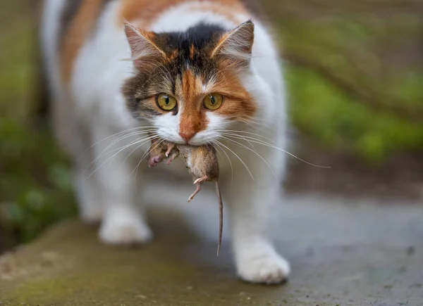 Норвежская Лесная Кошка Поймала Мышь — стоковое фото