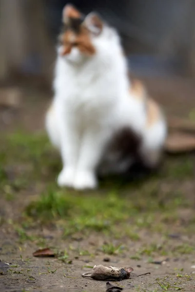 Норвежская Лесная Кошка Поймала Мышь — стоковое фото