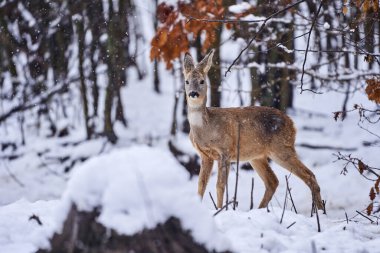 Roe geyiği ormanda yiyecek arıyor.