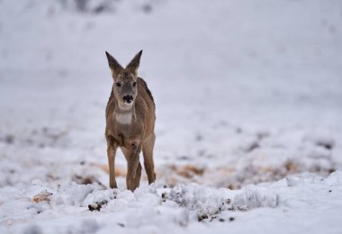 Roe geyiği ormanda yiyecek arıyor.