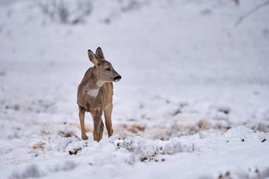 Roe geyiği ormanda yiyecek arıyor.