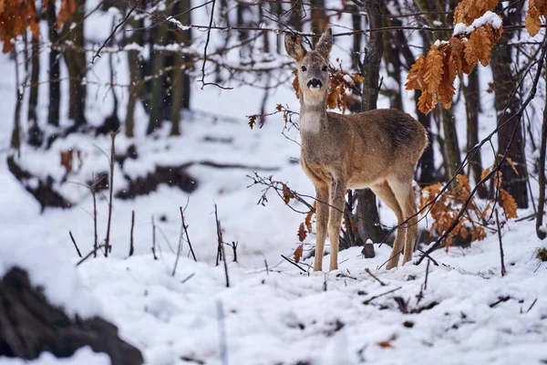 Ελάφι Ψάχνει Τροφή Μέσα Από Χιόνι Στο Δάσος — Φωτογραφία Αρχείου