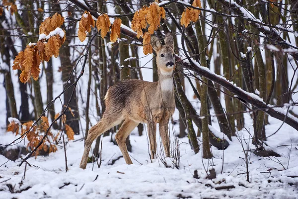 Caprioli Cerca Cibo Attraverso Neve Nella Foresta — Foto Stock