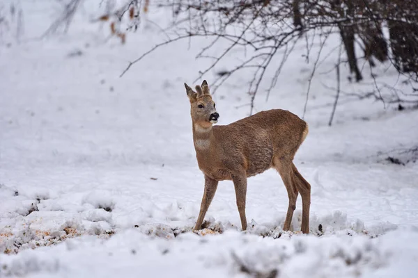 Rehbock Schnee Auf Nahrungssuche — Stockfoto