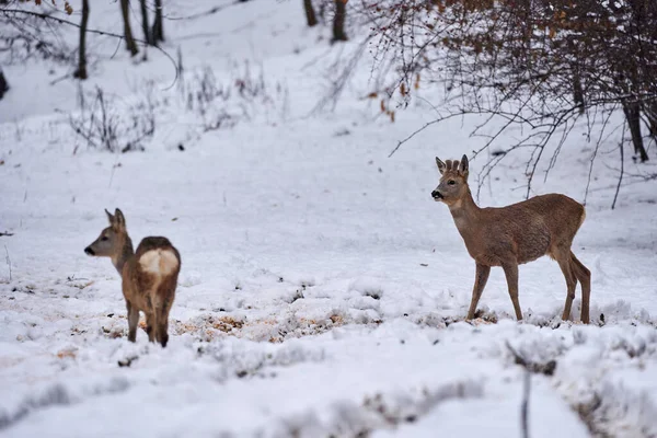 Roebuck Sneeuw Zoek Naar Voedsel — Stockfoto