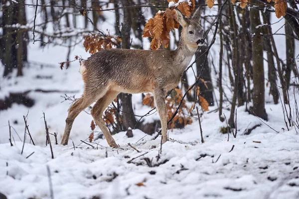 Ελάφι Ψάχνει Τροφή Μέσα Από Χιόνι Στο Δάσος — Φωτογραφία Αρχείου