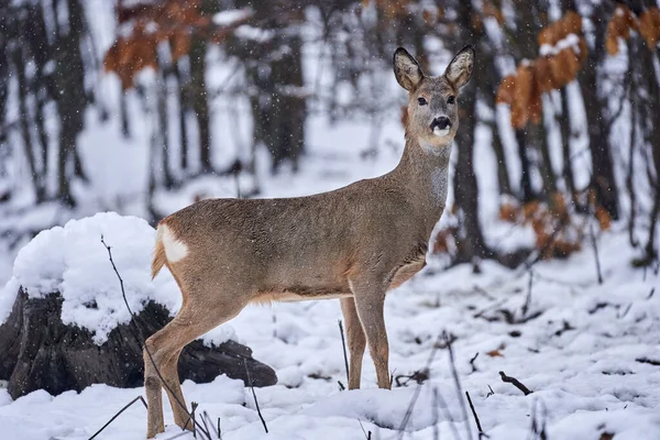 Chevreuil Recherche Nourriture Travers Neige Dans Forêt — Photo