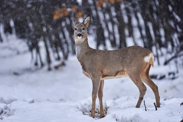 Cervos Roe Procura Comida Através Neve Floresta — Fotografia de Stock