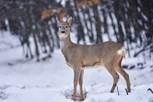 Chevreuil Recherche Nourriture Travers Neige Dans Forêt — Photo