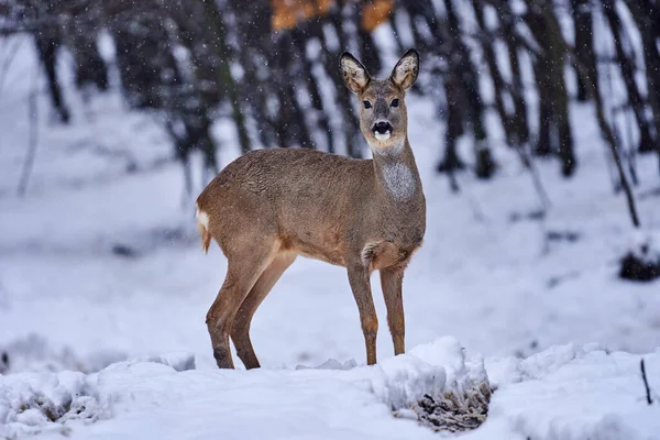 Rehe Auf Nahrungssuche Durch Den Schnee Wald — Stockfoto