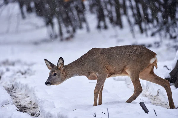 Roe Deer Looking Food Snow Forest Royalty Free Stock Images