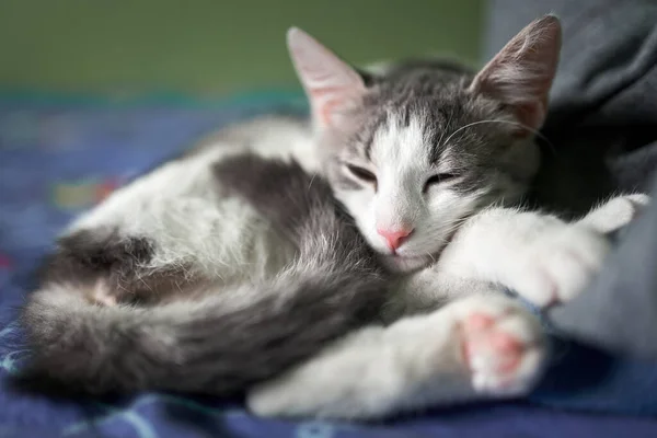 Lindo Gato Durmiendo Primer Plano Retrato — Foto de Stock