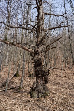 Yapraksız bir yüzüncü yıl ormanında verimsiz bir kestane ağacı