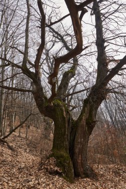 Yapraksız bir yüzüncü yıl ormanında verimsiz bir kestane ağacı