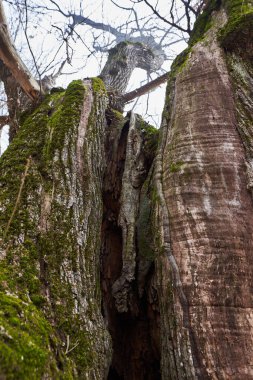 Yapraksız bir yüzüncü yıl ormanında verimsiz bir kestane ağacı